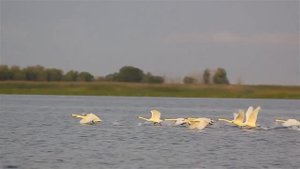 Лебеди летят на юг (видео сюжет к рассказу Л.  Воронковой "Лебеди")