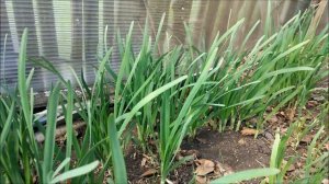 ПЕРВАЯ ВЕСЕННЯЯ ЗЕЛЕНЬ. #Кервель. Черемша.Шпинат Укроп. Лук-слизун.Шнит-лук. Батун.Щавель.