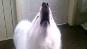 Почему собаки воют на звук сирен