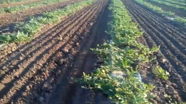 Арбуз на капельном орошении 26 июня 2017 смотреть онлайн