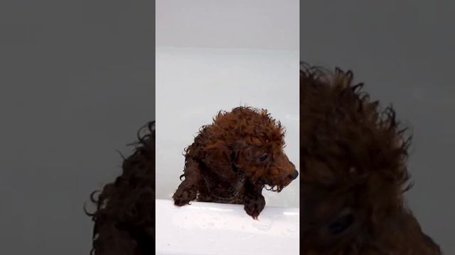 Red toy poodle puppy taking a bath