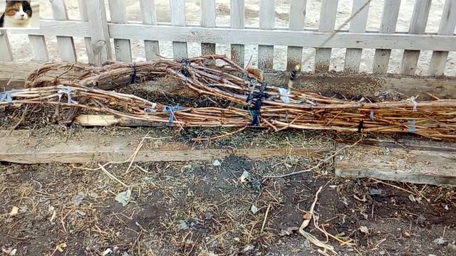 Первая Обработка Винограда Ранней Весной от Вредителей и Болезней