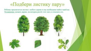 Развитие исследовательских способностей у дошкольников