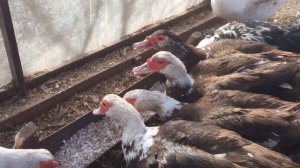 Мускусные утки// Обязательно подкармливайте этим во время яйцекладки