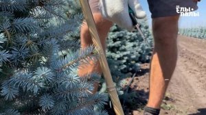 Узнай, как правильно сформировать ель!