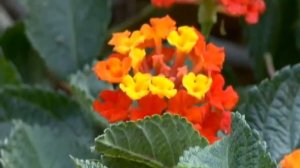 Lantana Flowers - Purdy