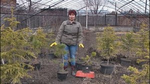"Удачная среда" - посадка саженцев плодовых деревьев и кустарников (Бийское телевидение)