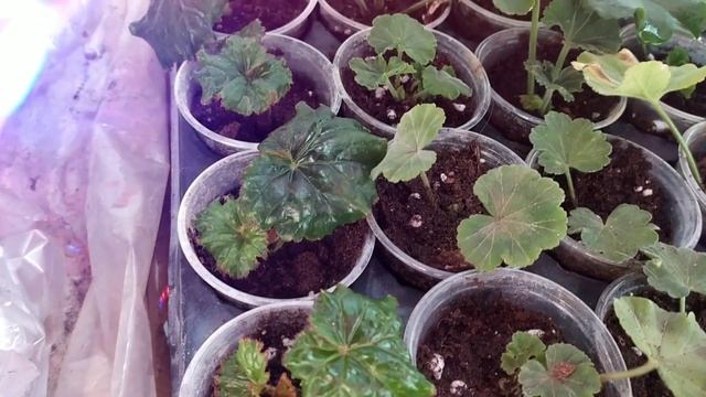 Черенкую всё подряд. Гвоздики, георгины, фуксии, бегонии, алиссум. Собираю урожай. смотреть онлайн