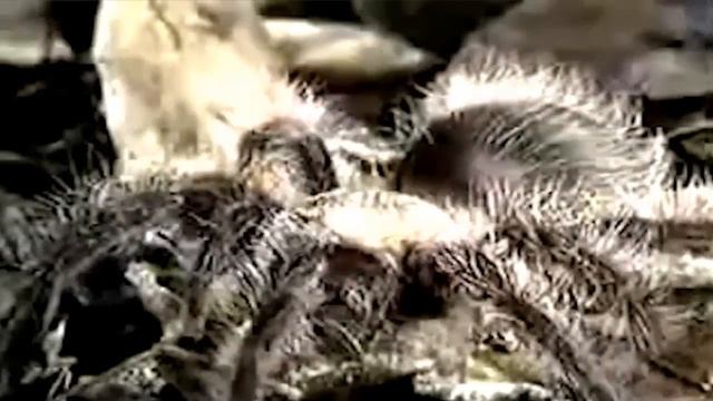 СКОЛОПЕНДРА ПРОТИВ ТАРАНТУЛА! CENTIPEDE VS TARANTULA!