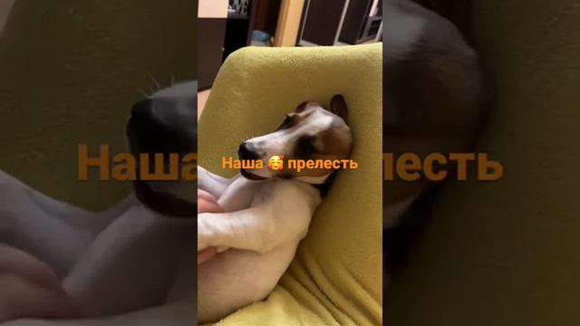 Джек Рассел терьер, щенок