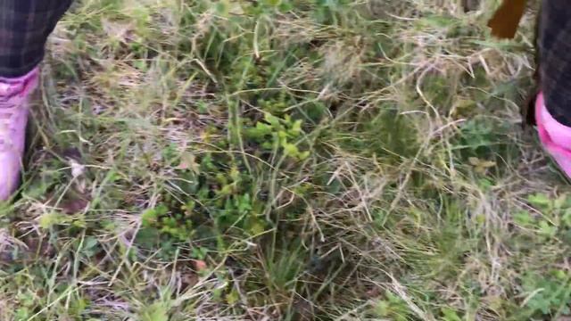 Растительность тундры смотреть онлайн