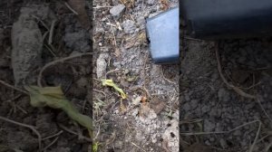 Сажаем метельчатую гортензию из горшка в открытый грунт