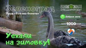 Черные лебеди Зеленограда отправляются на зимовку