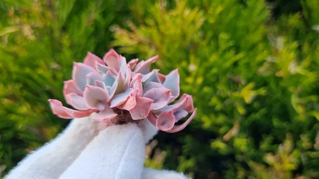 Echeveria Pinky Trumpet смотреть онлайн
