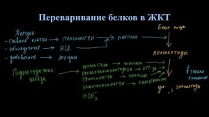 Лекция № 11. Часть 1. Переваривание белков