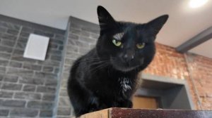 Спрос на котонянь и котоситтеров в Ярославле вырос в два раза