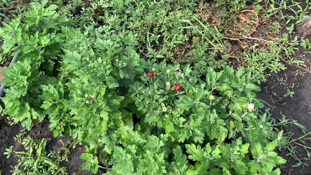 Как чувствуют себя хризантемы. Мини отчёт смотреть онлайн