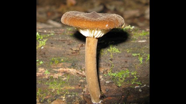 Lactarius lignyotellus смотреть онлайн