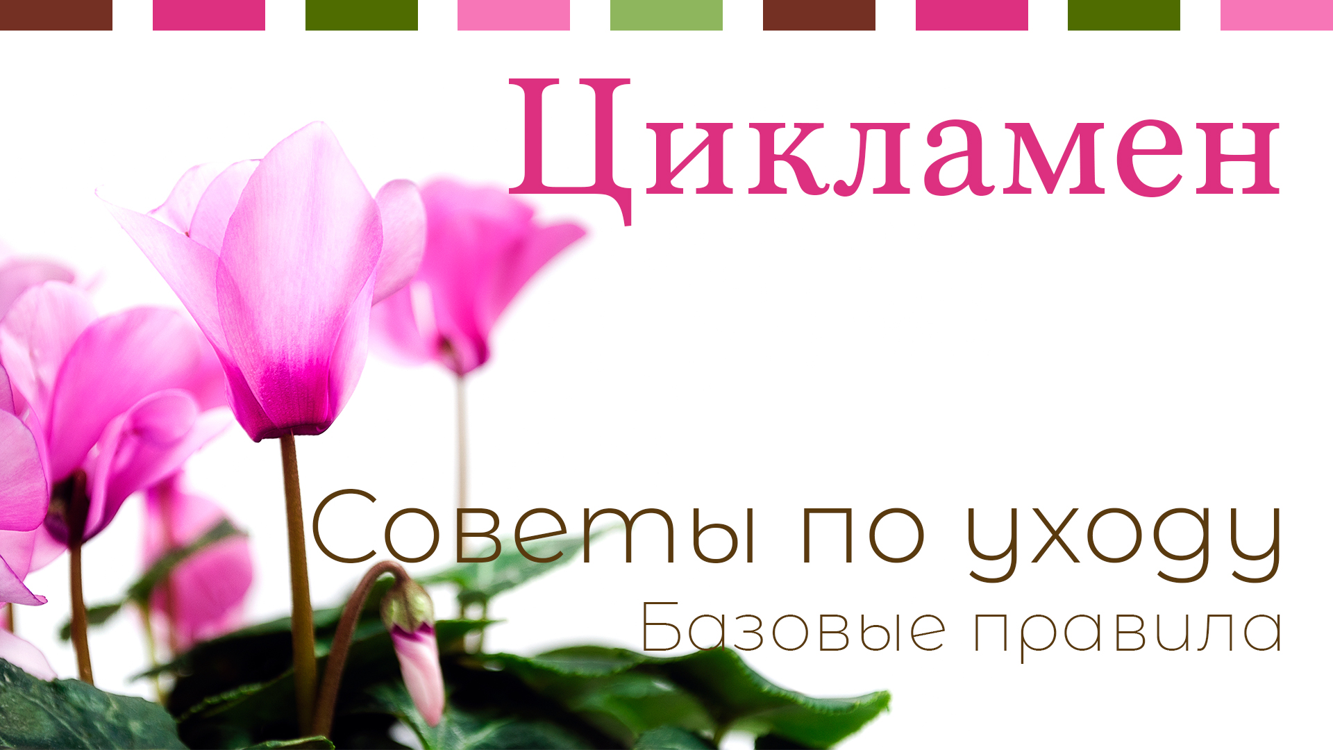 №17. Цикламен. Основные правила ухода.