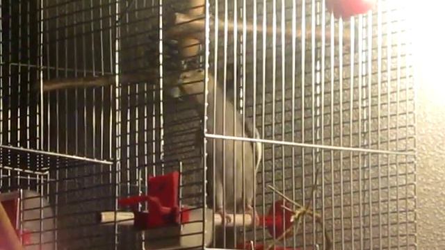 Попугай Чака Нориса смотреть онлайн