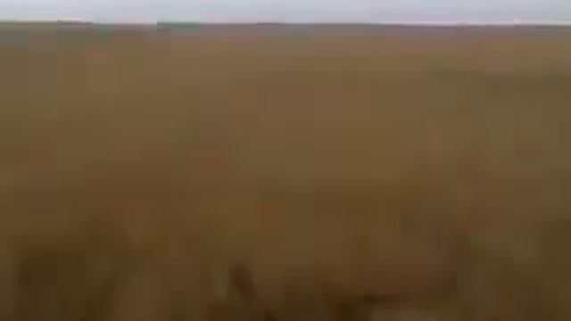 Охота на Кабанов! На Кавказе) смотреть онлайн