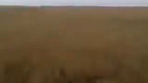 Охота на Кабанов! На Кавказе)