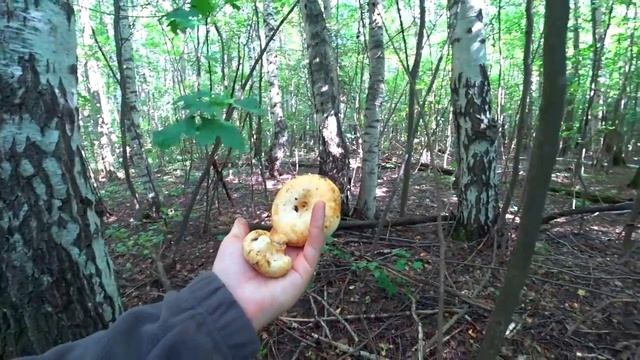 ГРУЗДИ ПОШЛИ!!! БЕЛЫЕ ГРИБЫ И БЕЛЫЕ ГРУЗДИ в АВГУСТЕ 2020! В выходной после обеда! смотреть онлайн