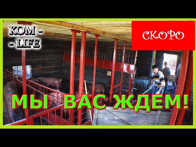 КАНАЛ СВИНЬИ КАК БИЗНЕС СКОРО ВЕРНЕТСЯ