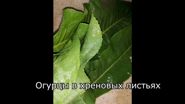 Огурцы в хреновых листьях