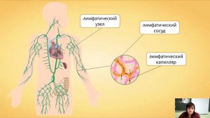 Внутренняя среда организма 8 кл
