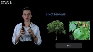 Видеоурок 5. Листья и хвоинки. Окружающий мир 1 класс