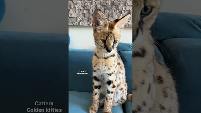 Сервал и саванна ф1 #cats #cat #animal #kitten #serval #саванна#саванна #саваннакошка