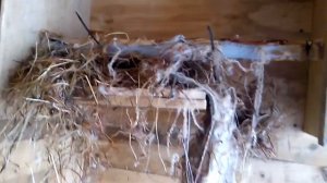 Зимняя жизнь в вольере вороны Каркуши