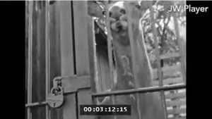 ЭССР Таллинский Зоопарк 1964