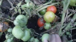 ТОМАТ КОЛОБОК - РАННИЙ УРОЖАЙНЫЙ СОРТ.  Ольга Чернова.