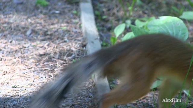 Парк Беличей остров смотреть онлайн