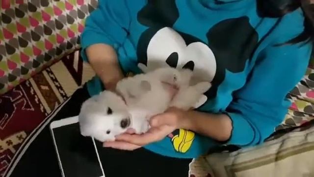 Щенок японского шпица -  продажа.