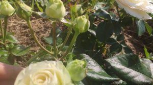 Розы Викторианской серии. Срезочная Роял Парк, Элла (Д. Остин),спрей Стерлинг Сенсейшн (сиреневая)