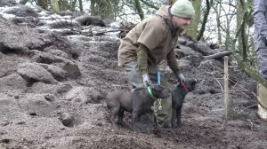 All-action ratting with smoke and dogs