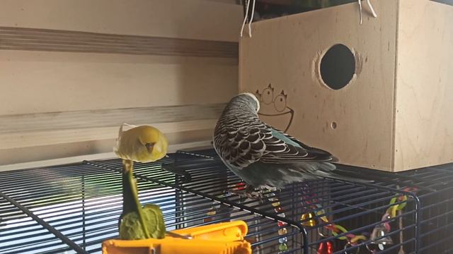 Щенки чихуахуа ЗеТоники продаю 06/06/2022/ Валера уехал жениться/ Тина хочет замуж ! смотреть онлайн