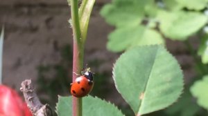 Новороссийск|| БОЖЬЯ КОРОВКА ПОЕДАЕТ ТЛЮ! LADYBIRD AND APHID