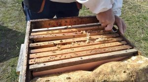 Плановые работы на пасеке весной. Весеннее развитие пчелосемей. 15 апреля 2022 года.