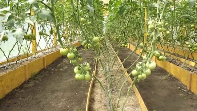 Моё тепличное хозяйство смотреть онлайн