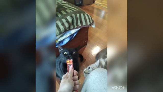 День кошек! #смешныекоты#котики#собачки#регдолл#сиамскаякошка#абиссинскийкот#шпиц смотреть онлайн