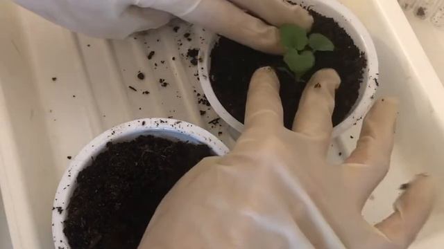 Пикировка Виолы Карамель и ампельной пеларгонии смотреть онлайн