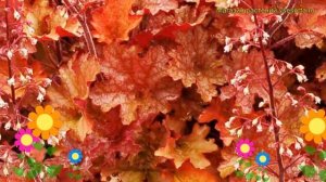 Гейхера Джинджер Пеач. Краткий обзор, описание характеристик heuchera Ginger Peach