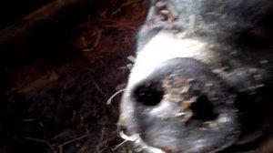 Загоны для поросят в свинарнике//Расселение поросят// Обустройство свинарника