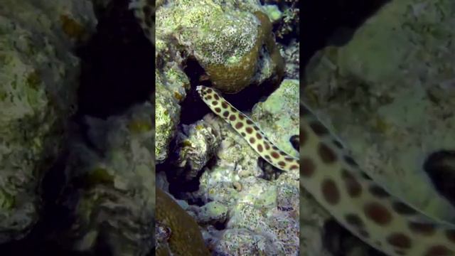 Tiger myricht, or tiger sharp-tailed eel. (lat. Myrichthys tigrinus).