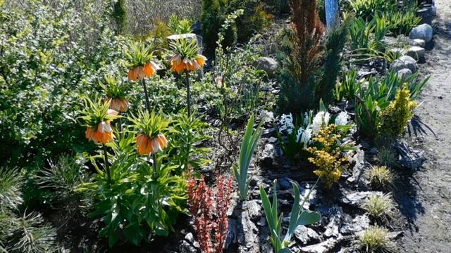 весна в саду. Поговорим о  рябчиках. Garden tour смотреть онлайн