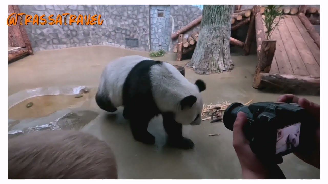 Московский зоопарк. Панда. The Moscow Zoo. Panda